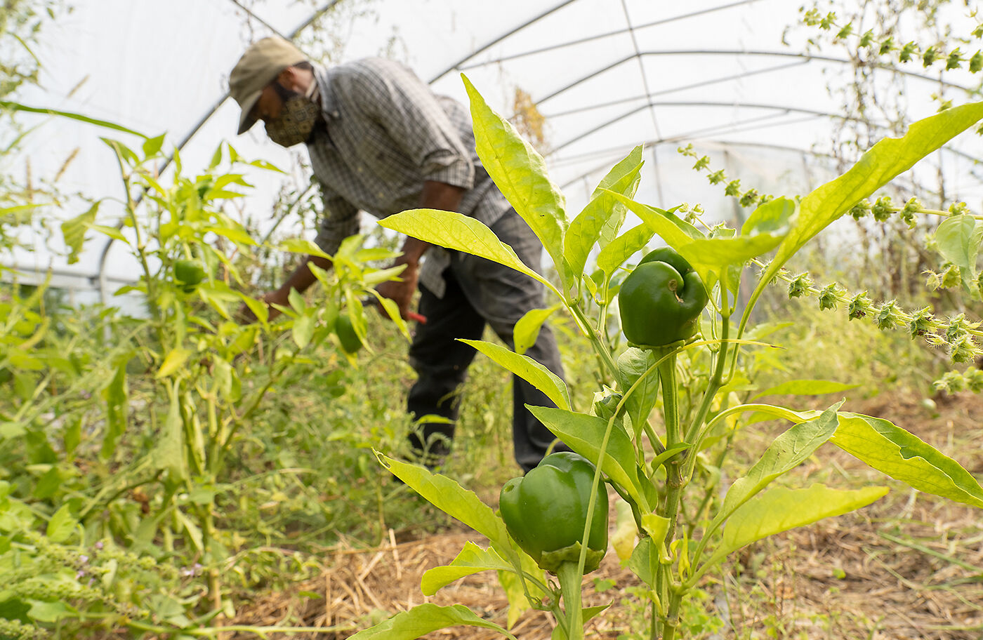 Farmer Thelonius Cook in his greenhouse